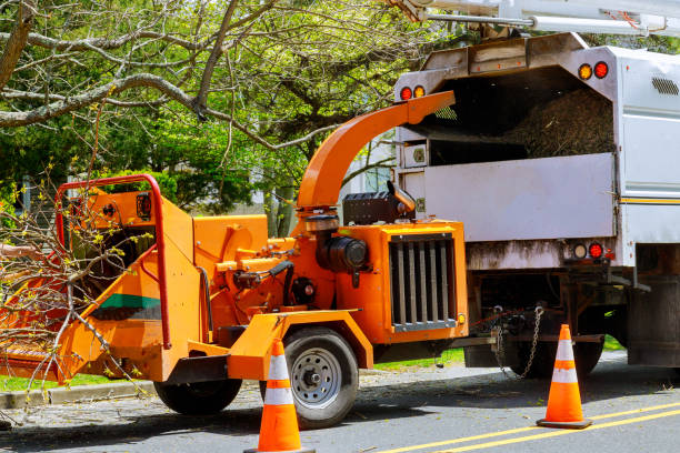 Berkeley, CA Tree Services Company